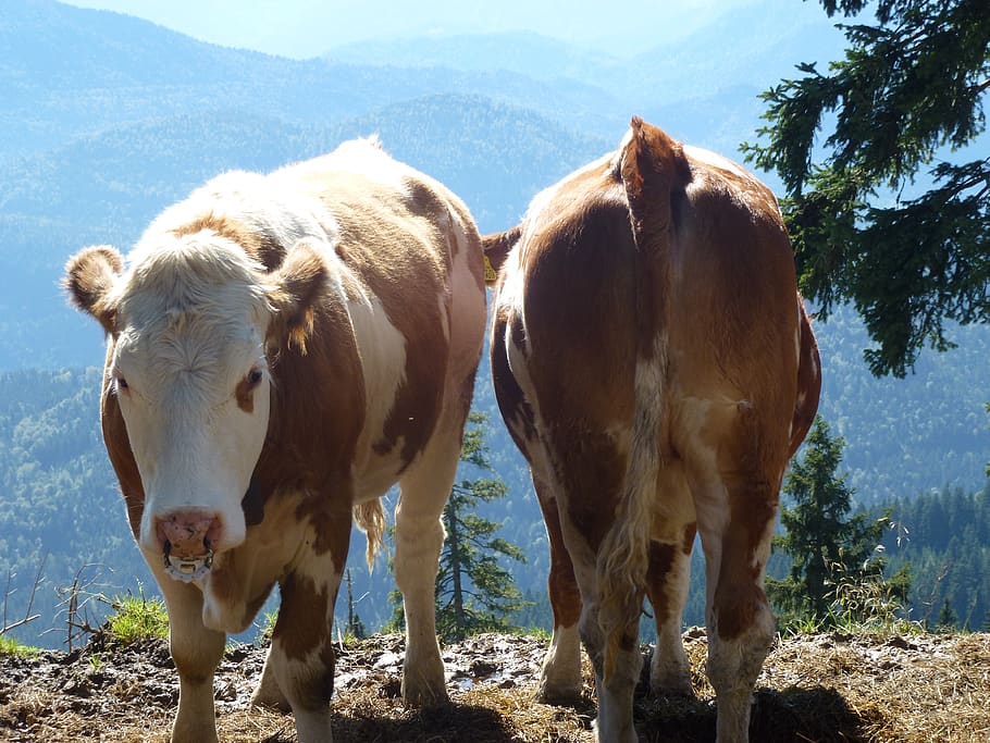 cows, sun, mountains, animal, animal themes, mammal, domestic HD wallpaper