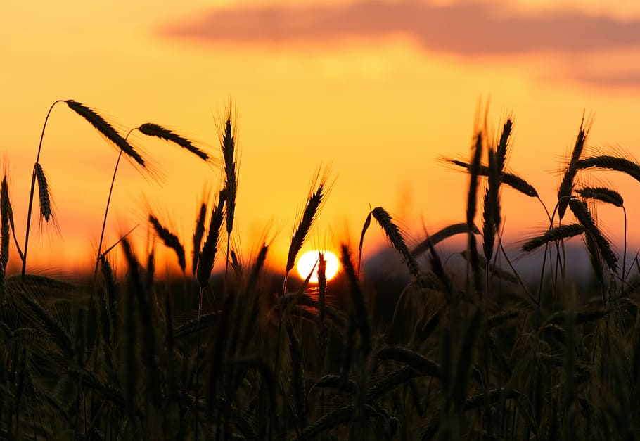 sunset, cereals, back light, mood, dusk, close, nature, plant HD wallpaper