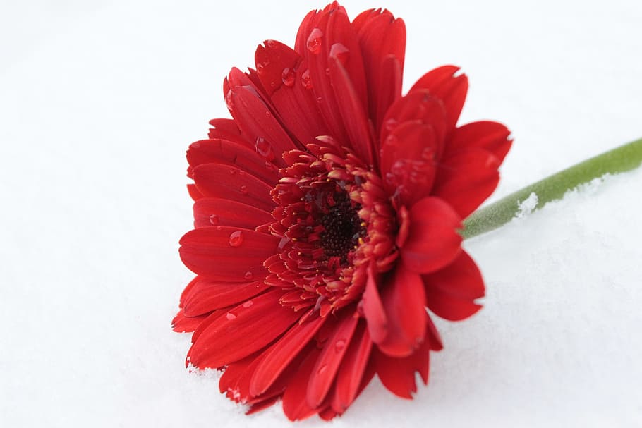 red petaled flower on top of white surface, gerbera, blossom HD wallpaper
