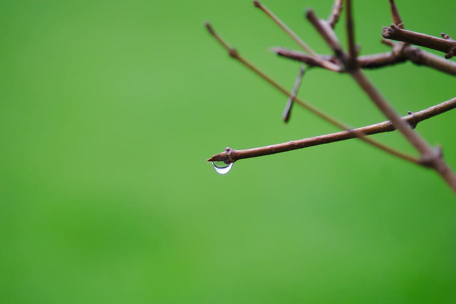 drop, green, rain, raindrops, drop of water, dew, wet, water drops HD wallpaper
