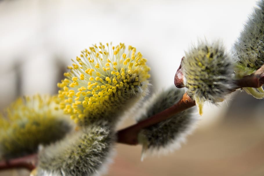 branch, verba, spring, dissolved, bud, willow, kidney, nature HD wallpaper