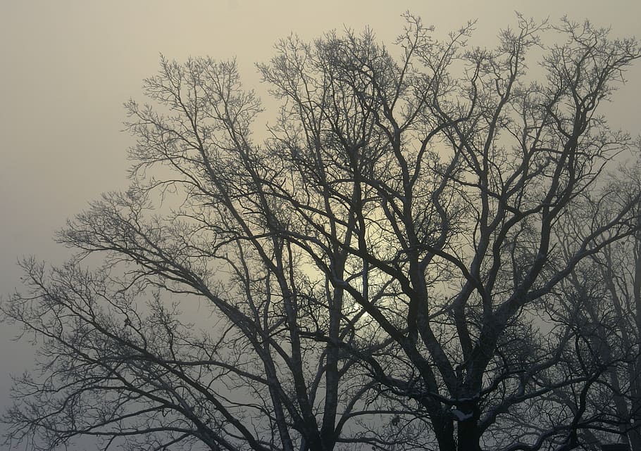 tree, branches, winter, konary, leafless, nostalgia, the fog HD wallpaper