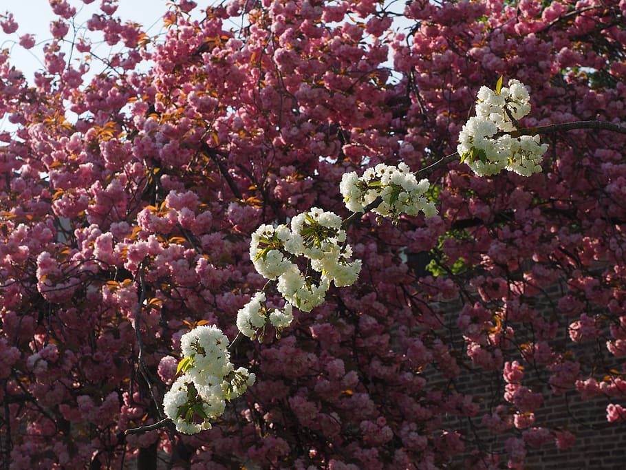 Cherry Blossom, White, Cherry, Cherry, Spring, bloom, white blossom, HD wallpaper