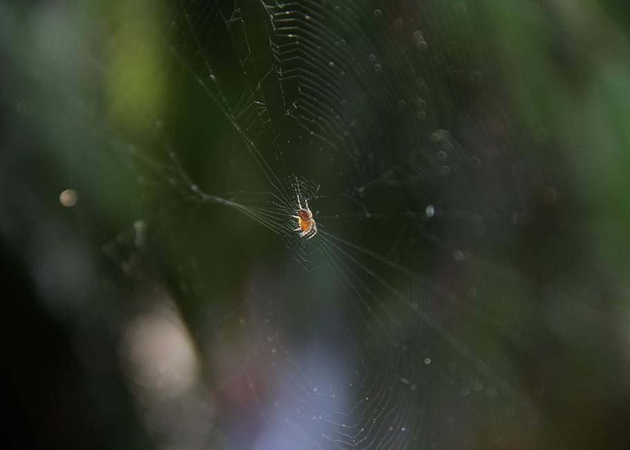 nature, spider, spider web, insects, invertebrate, one animal HD wallpaper