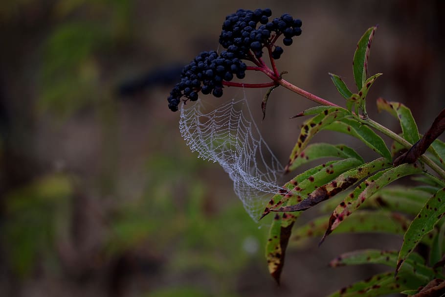 spider web, wet, hooked, place, dew, drops, nature, plant, close-up HD wallpaper