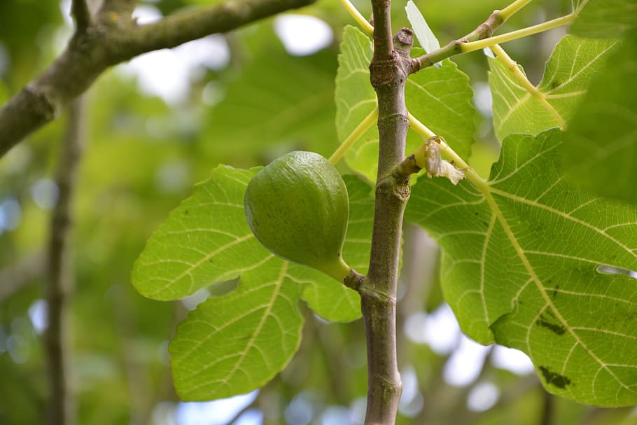 fig, fig tree, nature, green, branch, edible, fruit tree, soft HD wallpaper