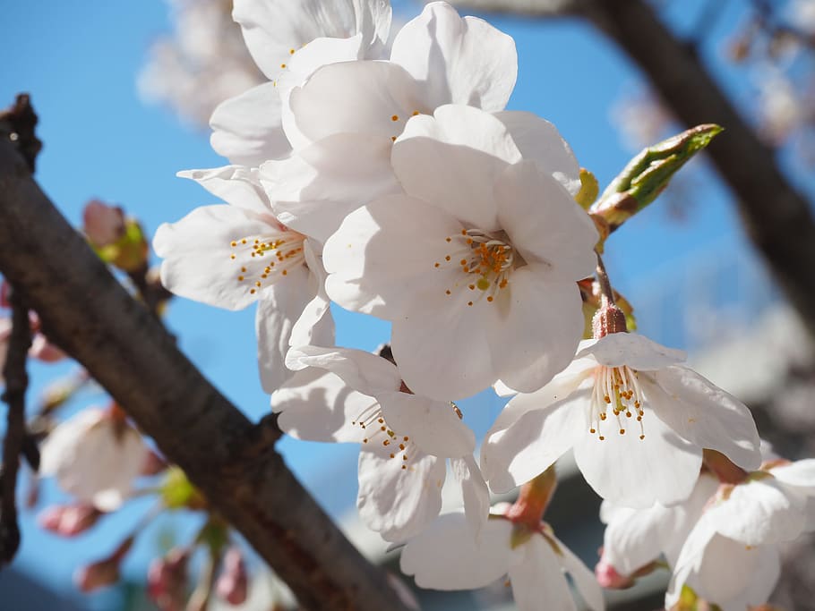 cherry, yoshino cherry tree, flowers, spring, spring in japan HD wallpaper
