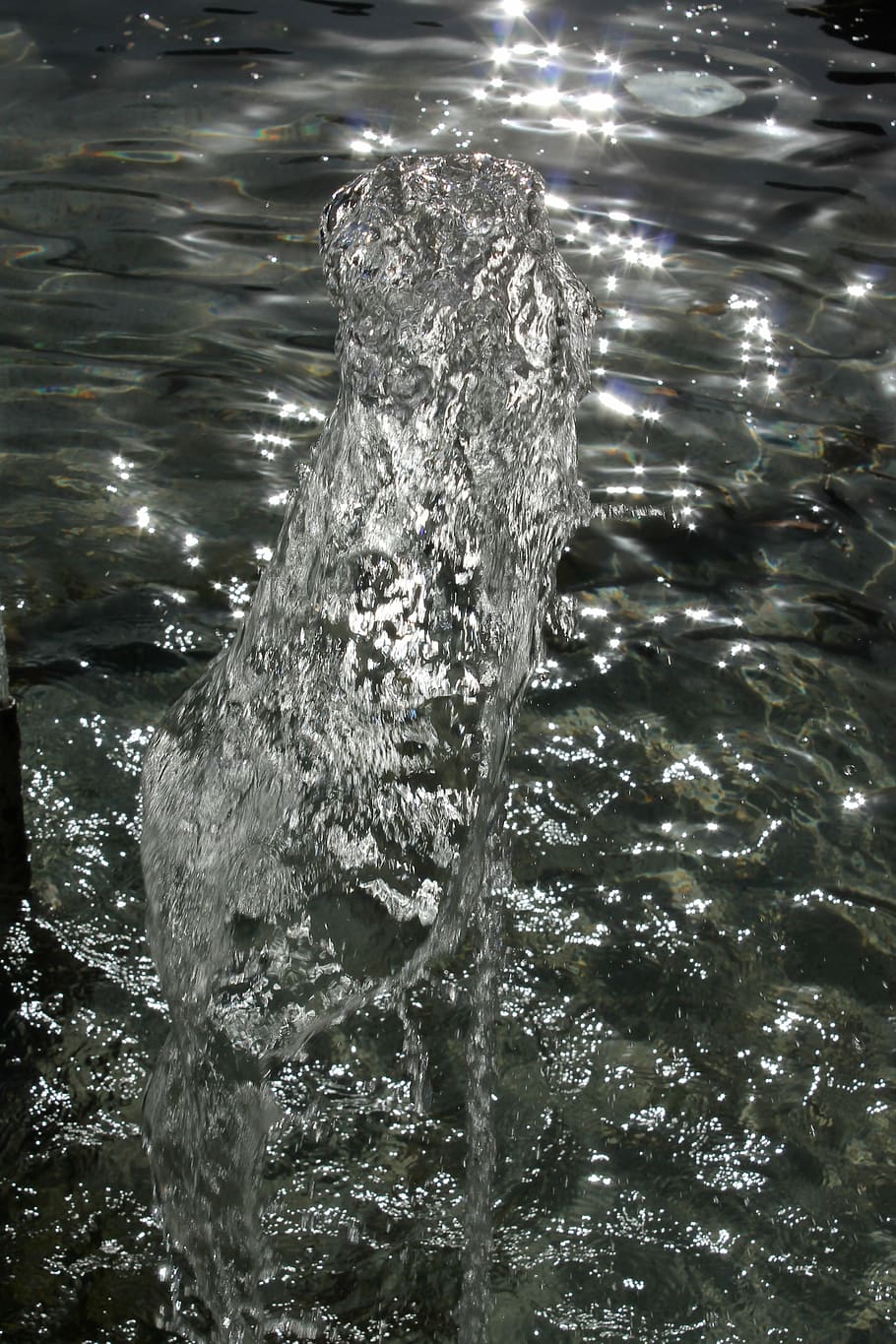 water, day, slow motion, swimming, nature, sea, waterfront HD wallpaper