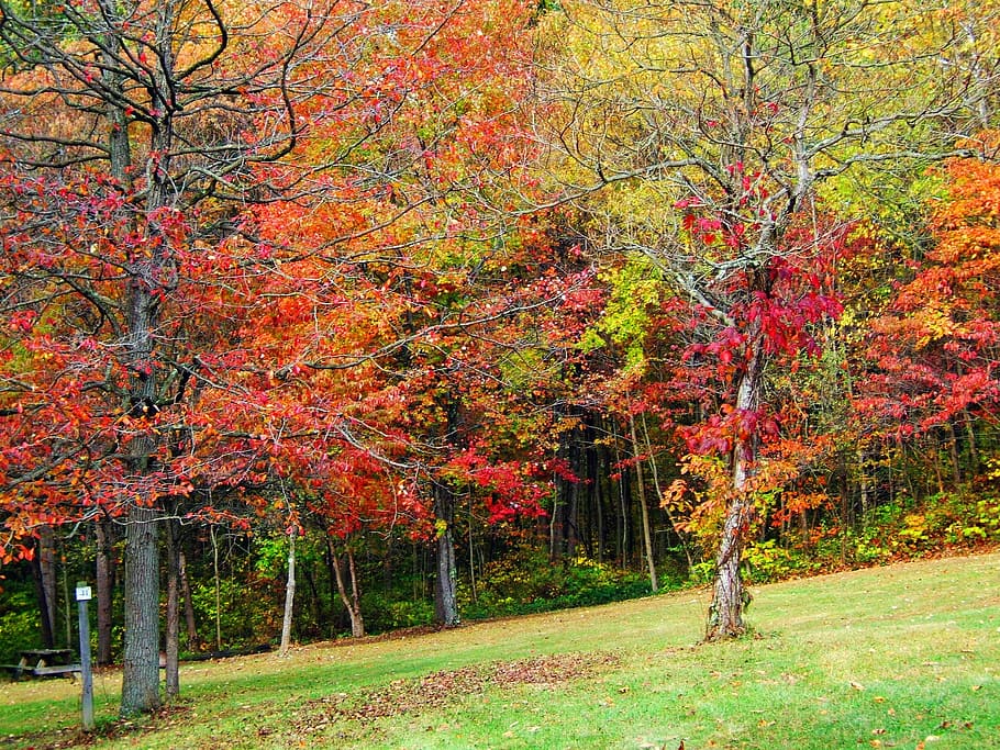 fall, autumn, leaves, trees, color, orange, red, foliage, nature HD wallpaper