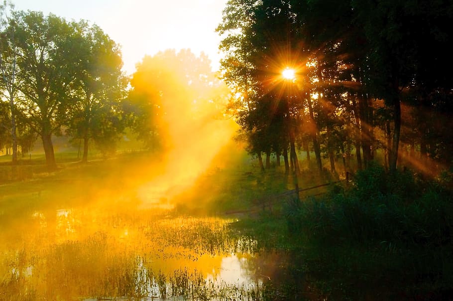 green trees planted on grass field, forest, sunset, pond, lake HD wallpaper