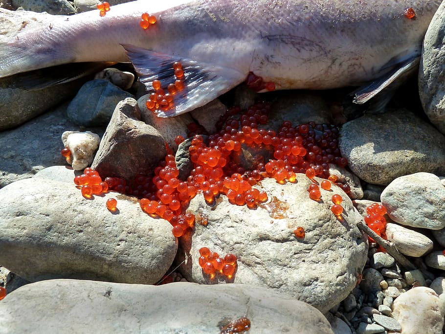 salmon, spawning, fish eggs, dead, sockey, red, rock, solid, HD wallpaper. 