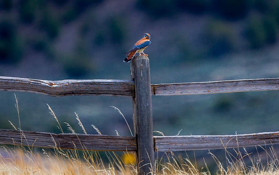 blue and red bird on brown wooden fence, brown and blue bird perching on gray wooden fence HD wallpaper