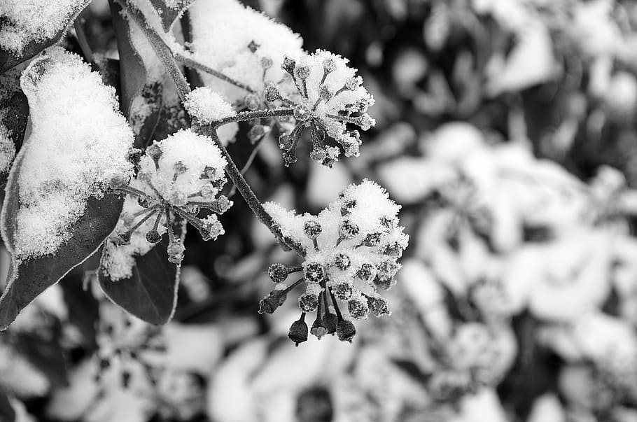 bush, snow, background, black, white, winter, frost, nature HD wallpaper