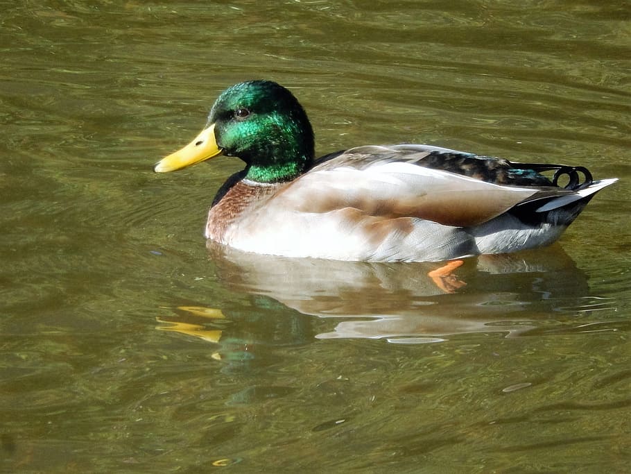 duck, mare, nature, bird, animals in the wild, vertebrate, animal themes HD wallpaper