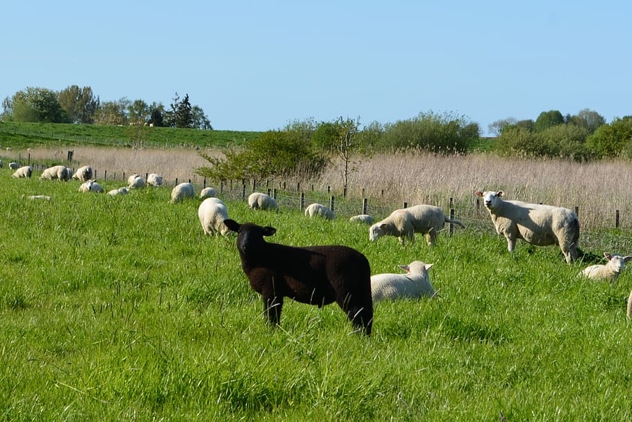 grass, farm, meadow, field, agriculture, black, sheep, flock