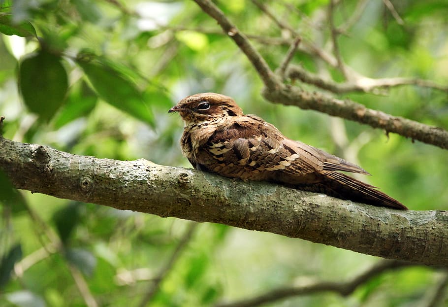 bird, mother, needs, tree, mom, father, family, dad, owl, kids HD wallpaper