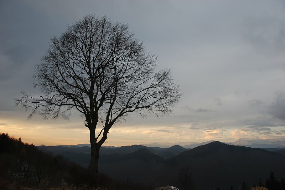 tree, lonely tree, autumn, winter, cloudy, sky, landscape, nature HD wallpaper