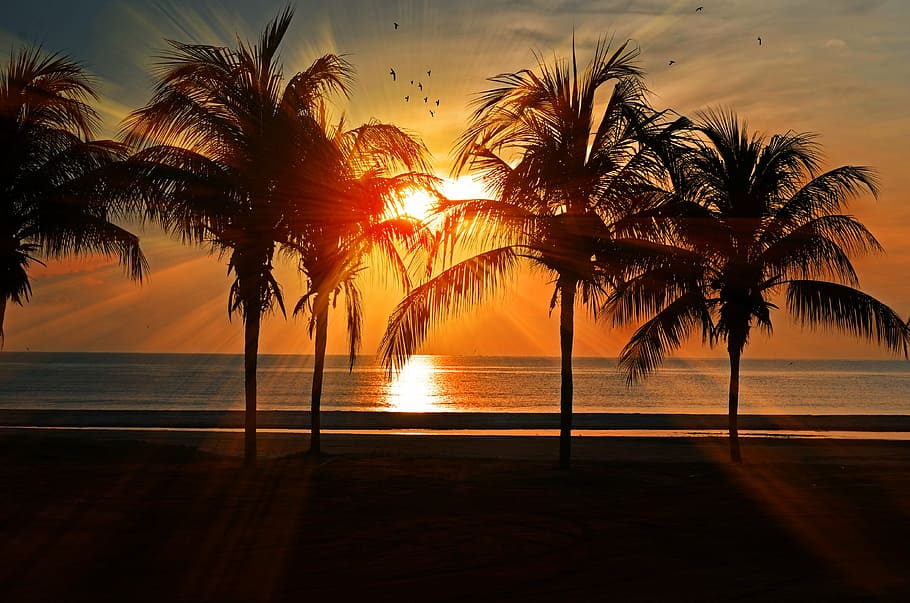 silhouette of trees near beach during sunset, palm, beach sunset, HD wallpaper