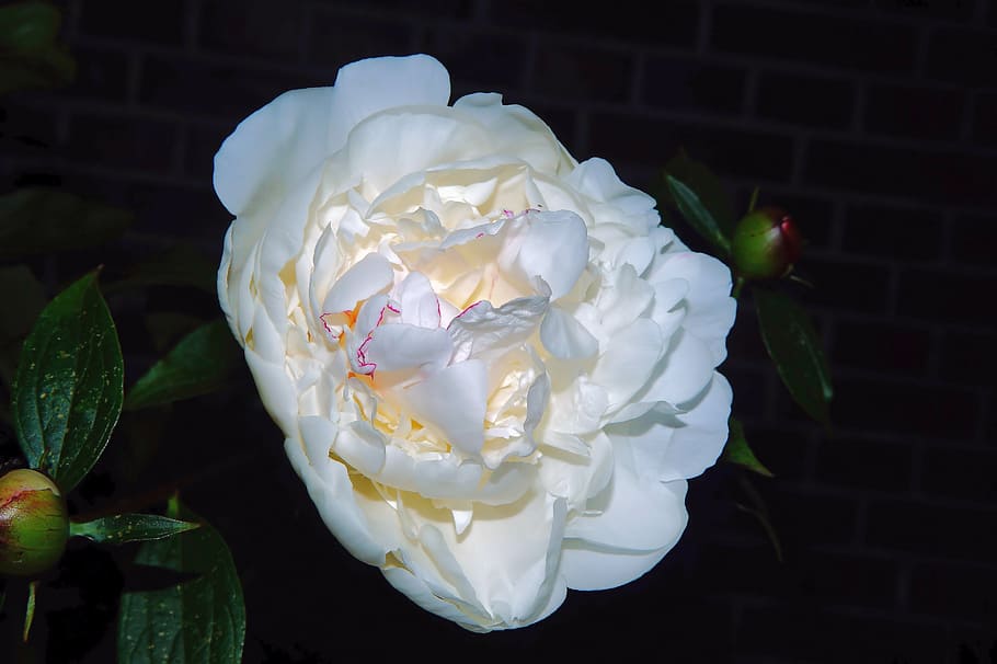 white peony flower macro photography, blossom, bloom, lily-white HD wallpaper