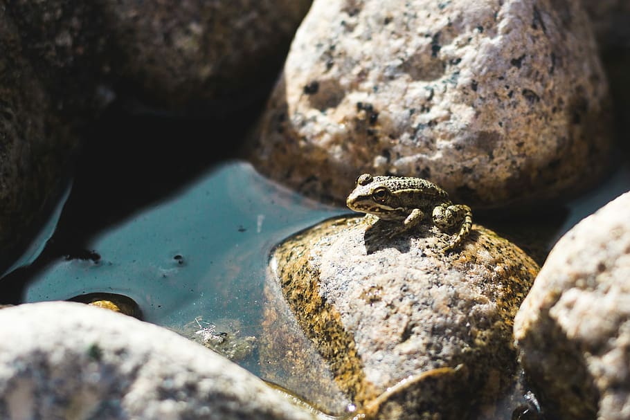 Just Made a New Friend, green and brown frog on rock, water, toad HD wallpaper