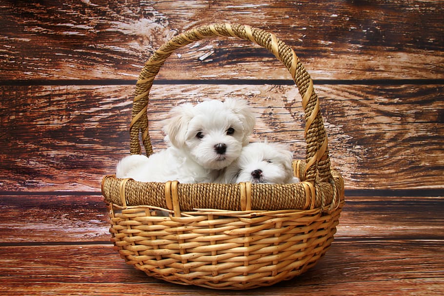 two short-coated white puppies on brown wicker basket, dog, maltese, HD wallpaper