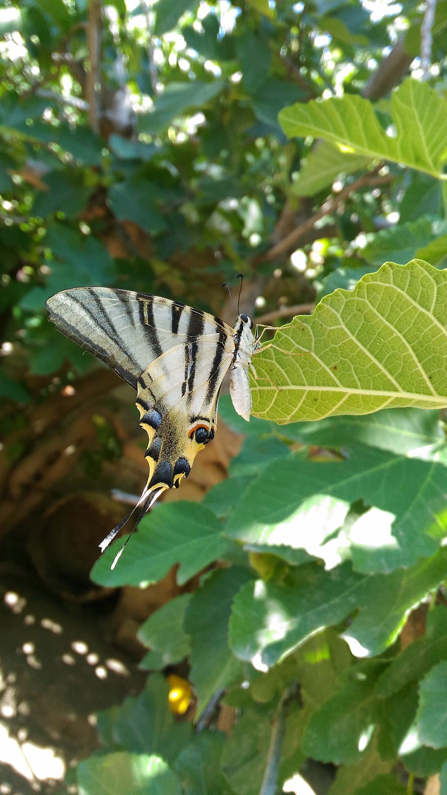pa, pi, llon, leaf, plant part, one animal, animal themes, animals in the wild HD wallpaper