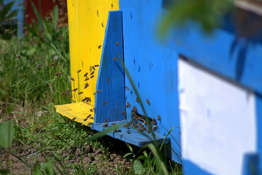 bees, insects, ul, ule, nectar, honey, the bees at work, pollination HD wallpaper