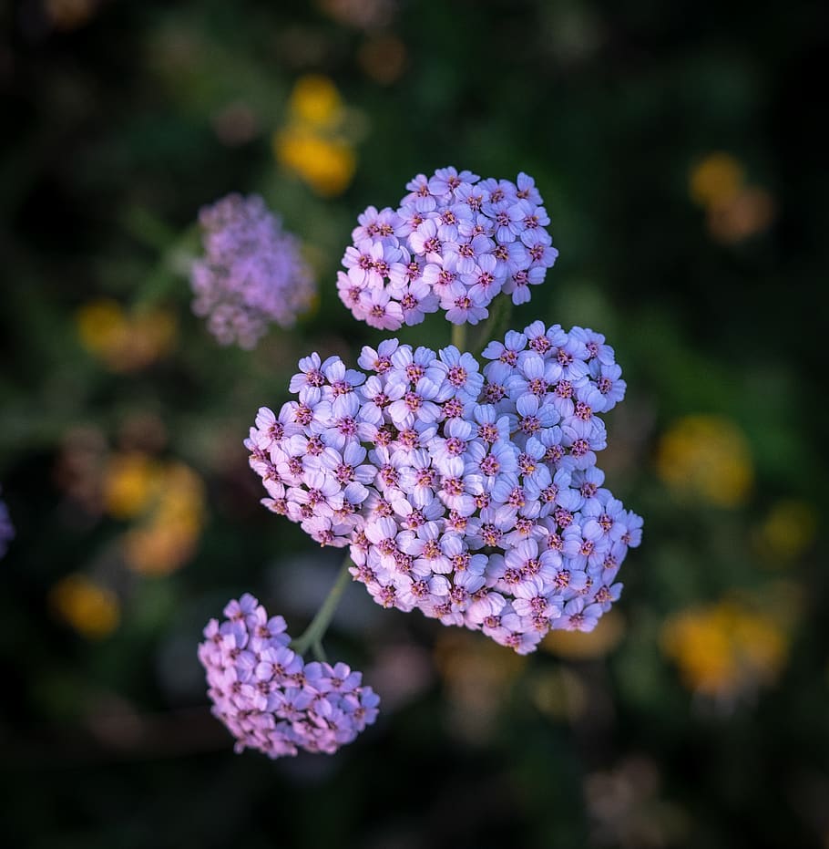bud, bloom, flowers, spring, tender, nature, purple flower HD wallpaper