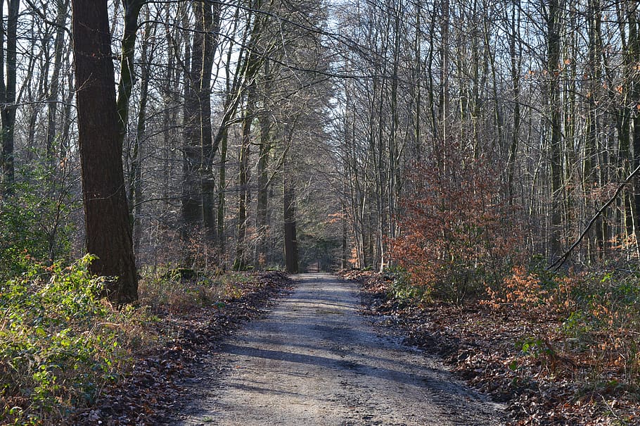 forest path, winter forest, trail, tree, plant, land, the way forward HD wallpaper