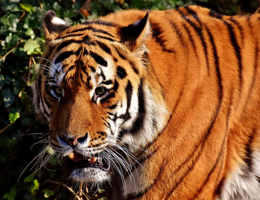 adult tiger near green plant at daytime, predator, lurking HD wallpaper