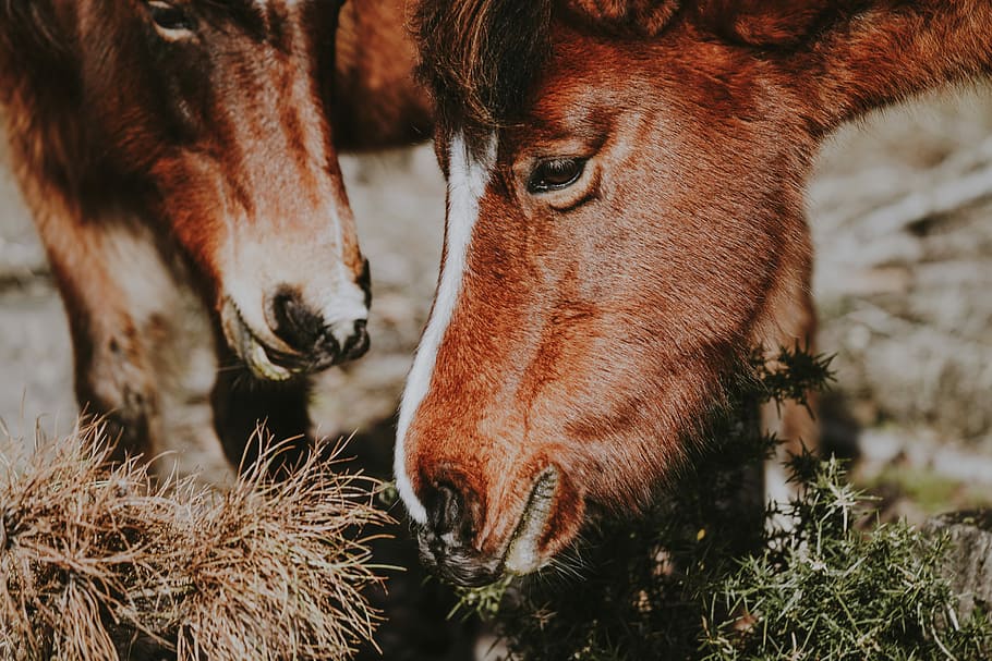 Horses grazing, selective focus photography of two goats, mammal HD wallpaper