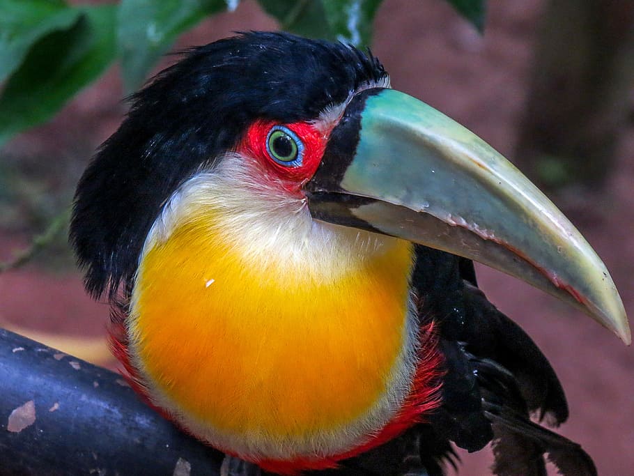 Tucano, Brazil, Bird, Forest, Zoo, large spout, animals, nature, HD wallpaper