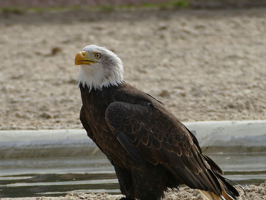 raptor, wildlife, bird, eagle, nature, vertebrate, animals in the wild HD wallpaper
