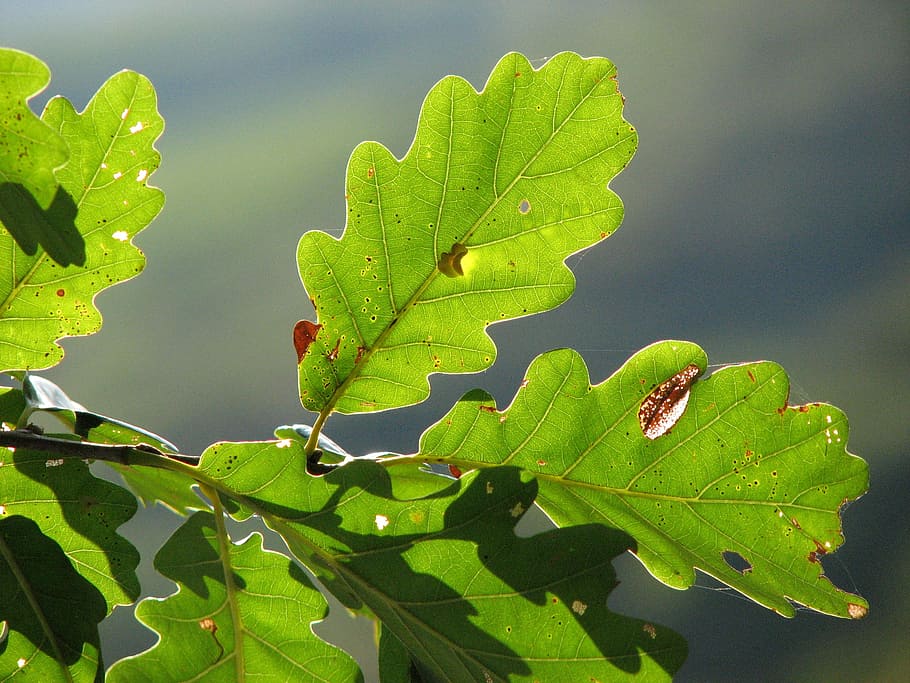 Oak, Leaves, Green, Structure, Leaf, oak leaves, light green HD wallpaper