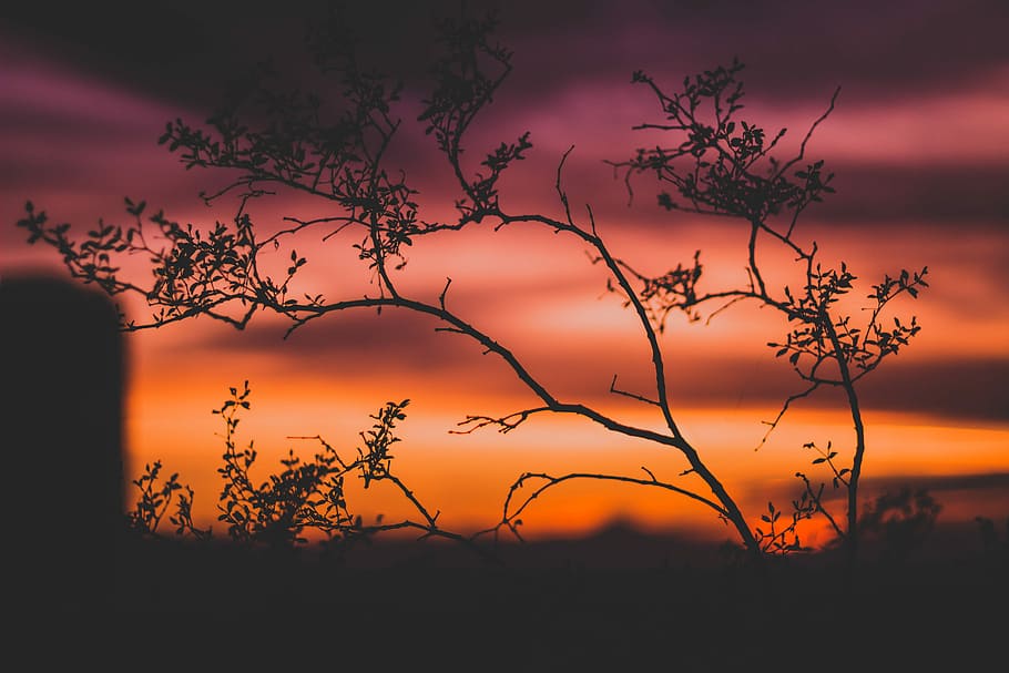 silhouette of plant during golden hour, tree, orange, sunset HD wallpaper