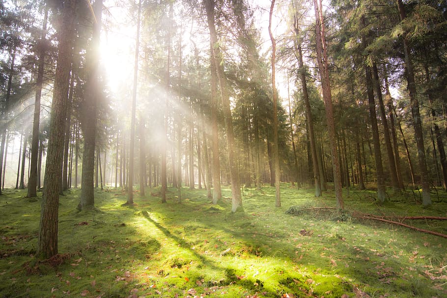 trees at daytime, sunlight, forest, mist, fog, breaking, nature HD wallpaper