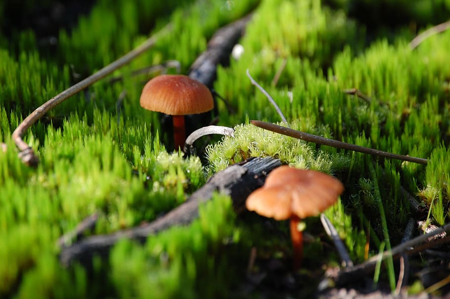 mushrooms, forest, ground, magic, nature, woodland, colorful HD wallpaper