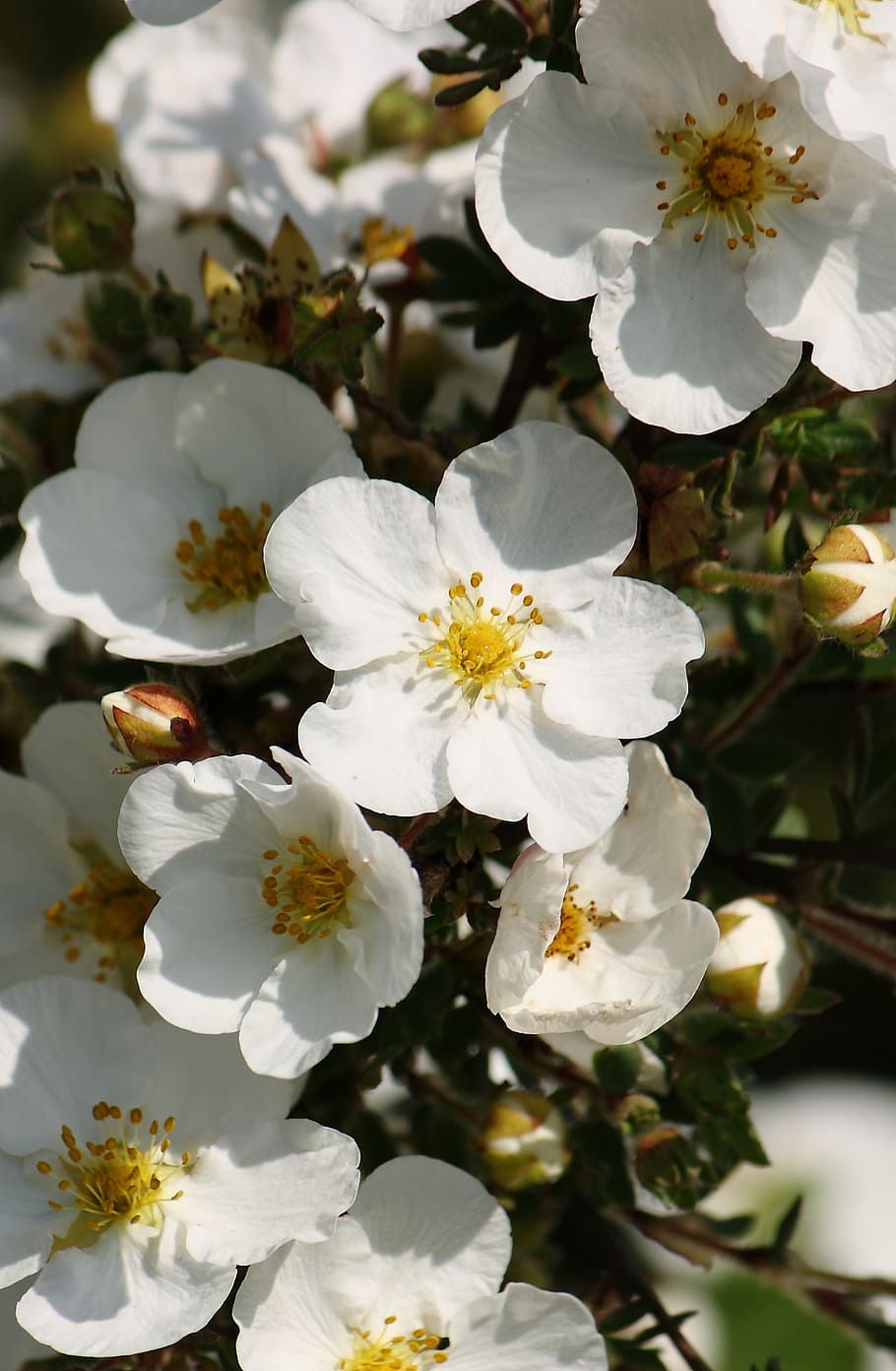 flower, summer, have, flowering plant, fragility, freshness HD wallpaper