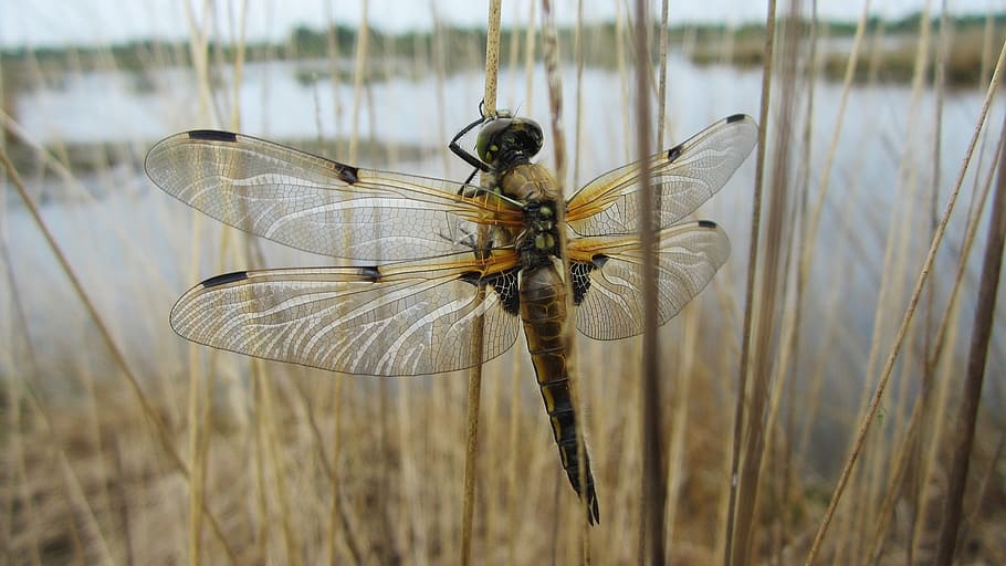 libelle, see, teich, gewässer, insekt, natur, moor, outside HD wallpaper
