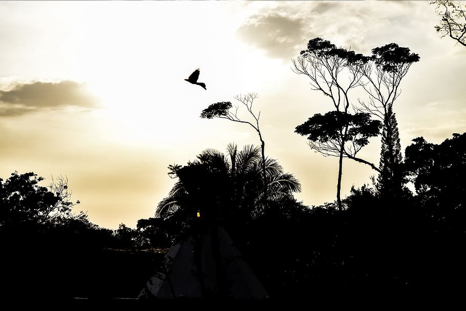 Sky, Landscape, Ave, Tree, trees, contrast, guatemala, sunset HD wallpaper
