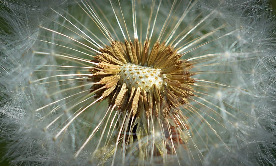 Dandelion, Close, Macro, Blossom, Bloom, number of lion, flower HD wallpaper