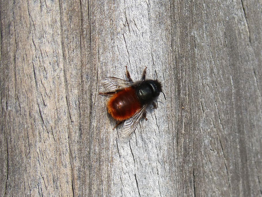 bumblebee, wood, texture, invertebrate, animals in the wild HD wallpaper