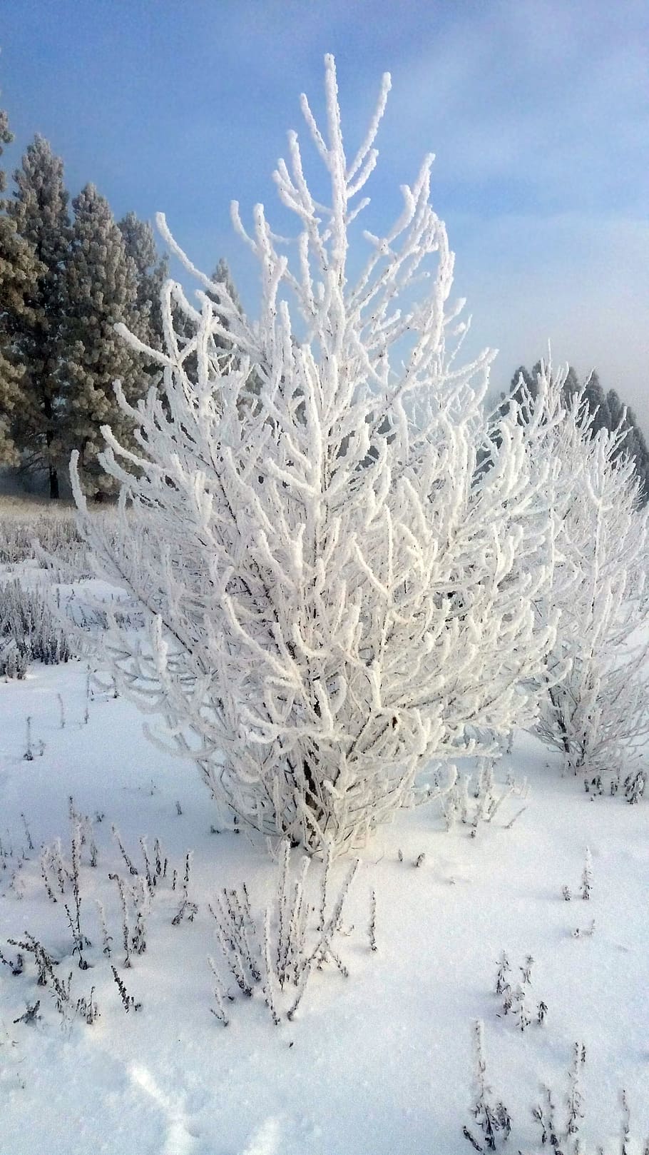 Spokane River, Winter, Tree, Frozen, white, silhouette, snow HD wallpaper