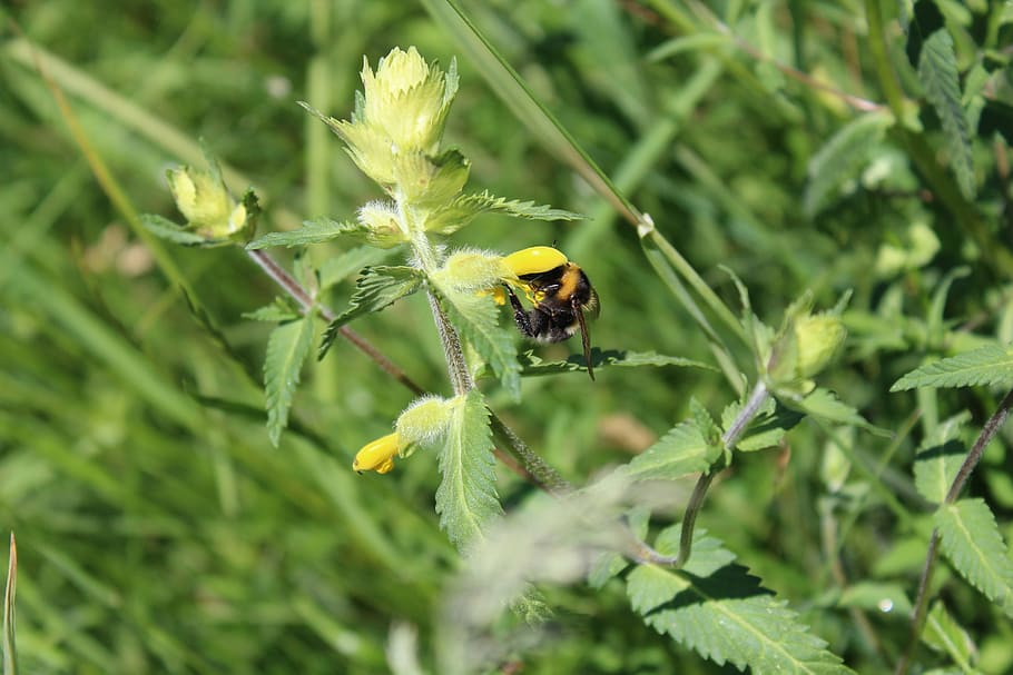 hummel, flower, insect, close, pollen, hard working, nature HD wallpaper