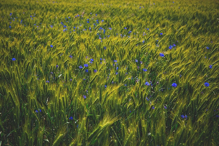 bloom, blossom, field, flora, flowers, grass, nature, plant HD wallpaper