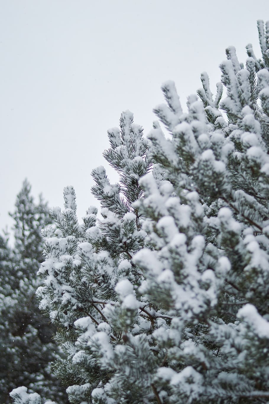 snow, pine tree, winter, cold, white, outdoors, covered, winter trees HD wallpaper