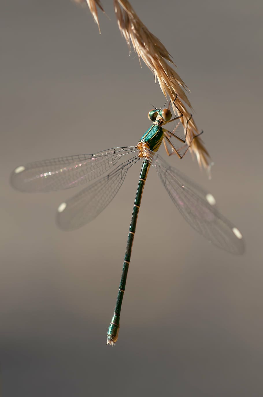 close-up, damselfly, insect, macro, invertebrate, animals in the wild HD wallpaper