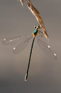 blue damselfly perched on brown leaf closeup photography, green HD wallpaper