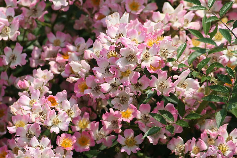 spring, flower, pink, bush, bloom, spring flowers, sunshine HD wallpaper