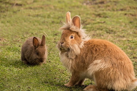 two brown rabbits sitting on green grass, cute, fur, bunny HD wallpaper